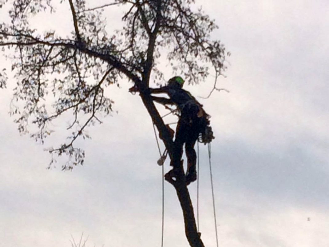 Tree-climbing Padova