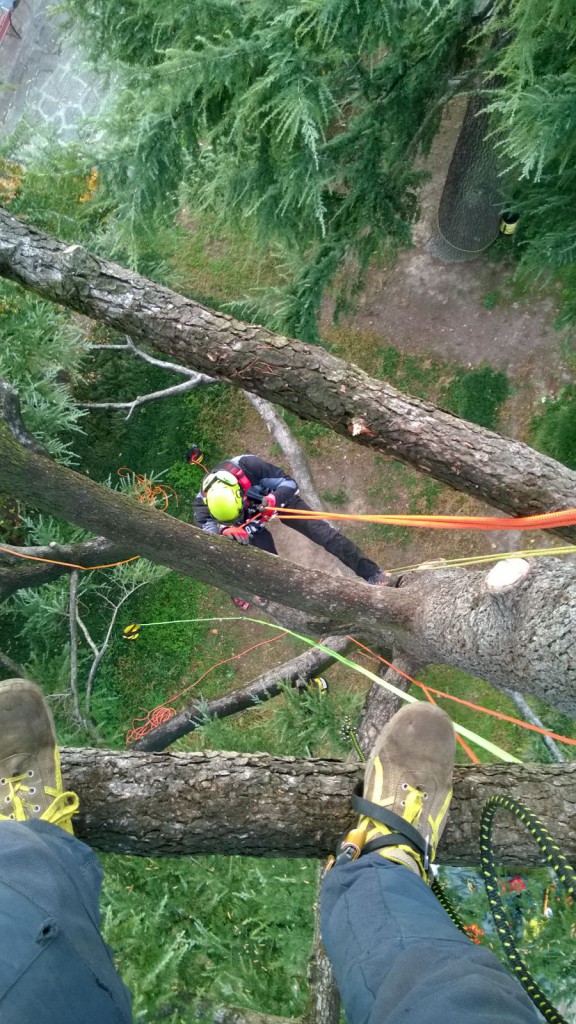 Tree Climbing Padova