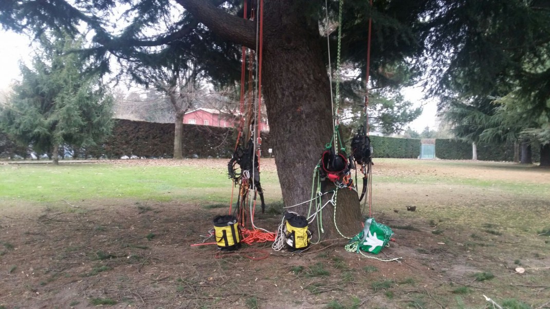 Treeclimbing Padova