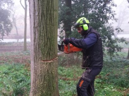 Abbattimento alberi a Padova