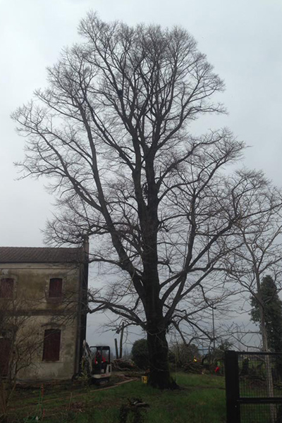 Potatura alberi Padova