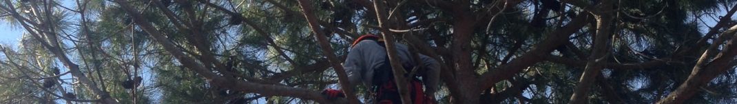 Treeclimbing padova