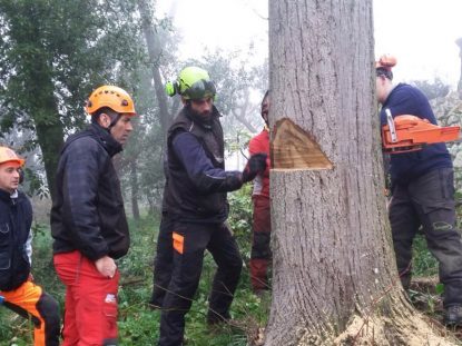 Valutazioni di stabilità degli alberi