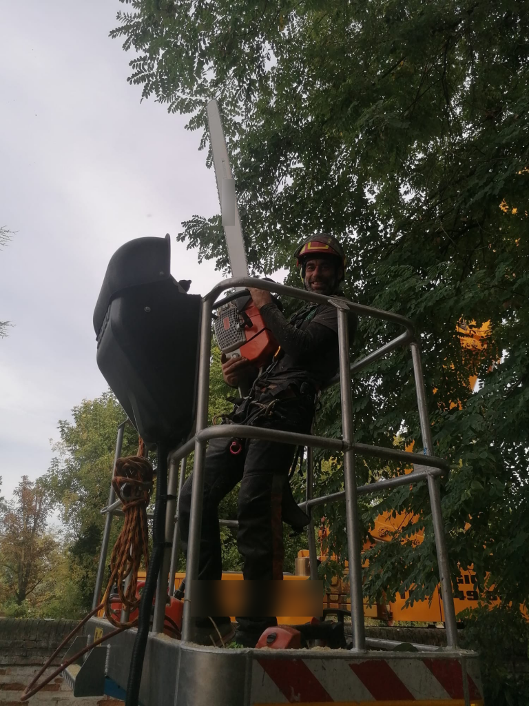 Abbattimento alberi con motosega a Padova