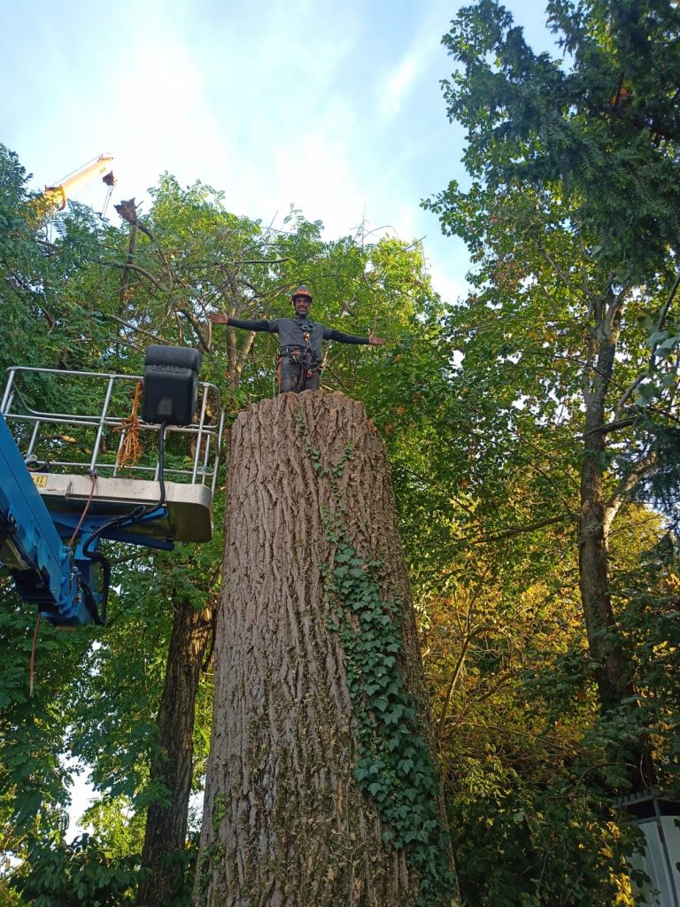 servizio di potatura e abbattimenti in Tree climbing a terzi a Padova