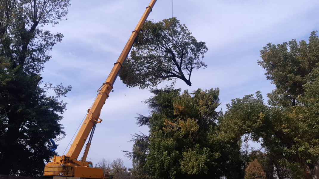 Abbattimento alberi in Tree climbing con autogrù