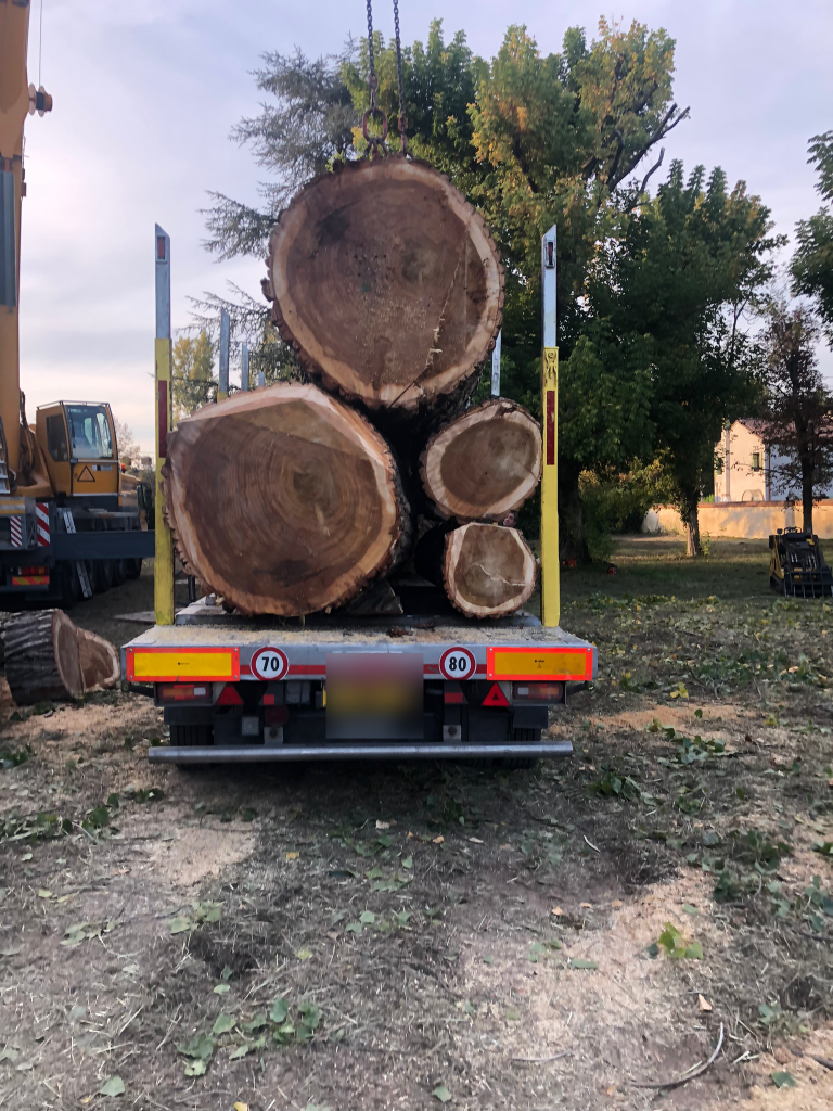 servizio abbattimenti alberi in Tree climbing a Padova