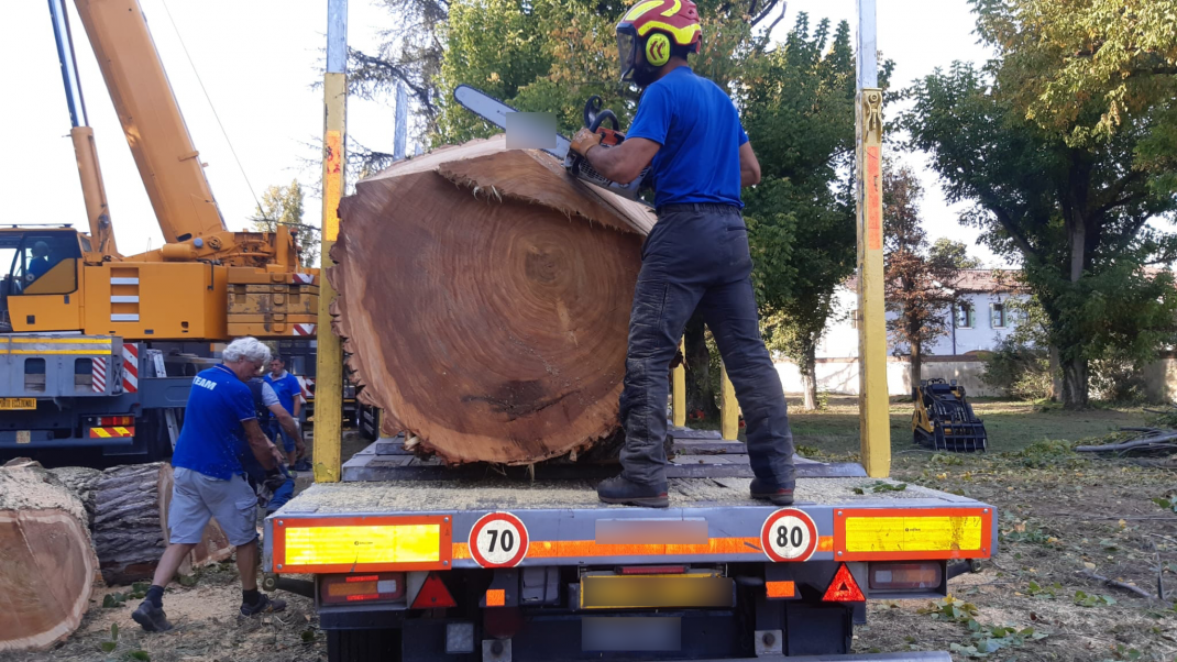 Tronco di albero abbattuto