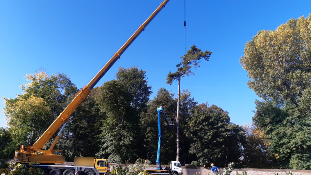 abbattimento grossi alberi a Padova