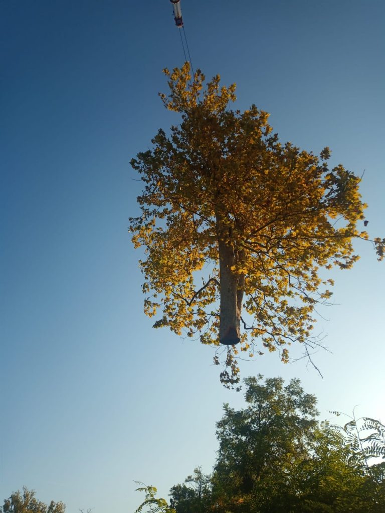 richiesta abbattimento albero pericoloso