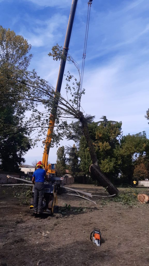 Abbattimento alberi con autogrù