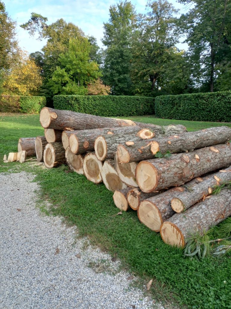 Tronchi d'albero abbattuti accatastati