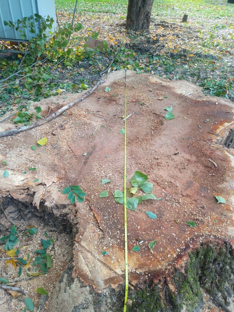 Tronco d'albero abbattuto