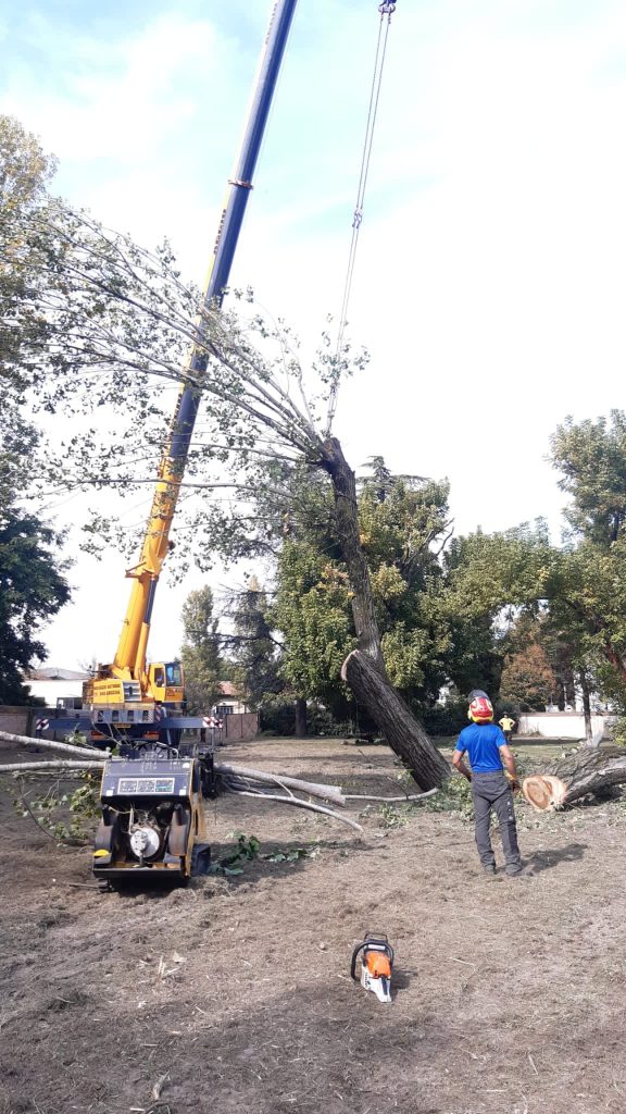 abbattimento alberi alto fusto