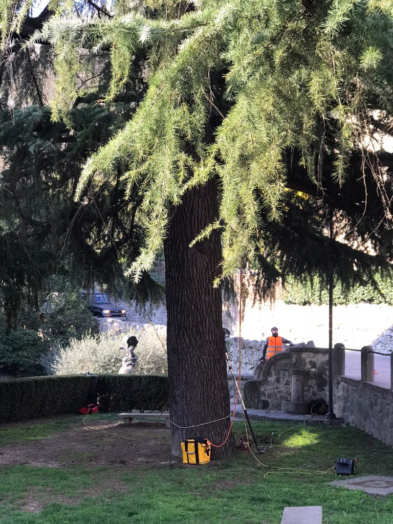 Potatura di un Cedro a Padova