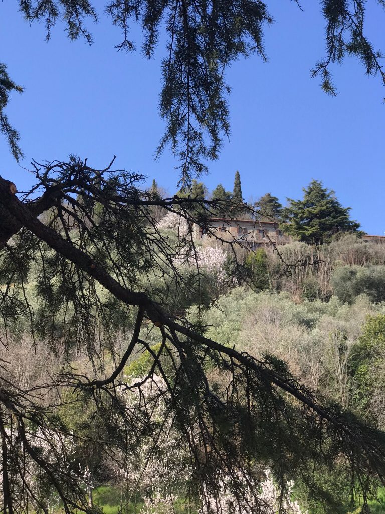 Potatura di un Cedro dell’Himalaya