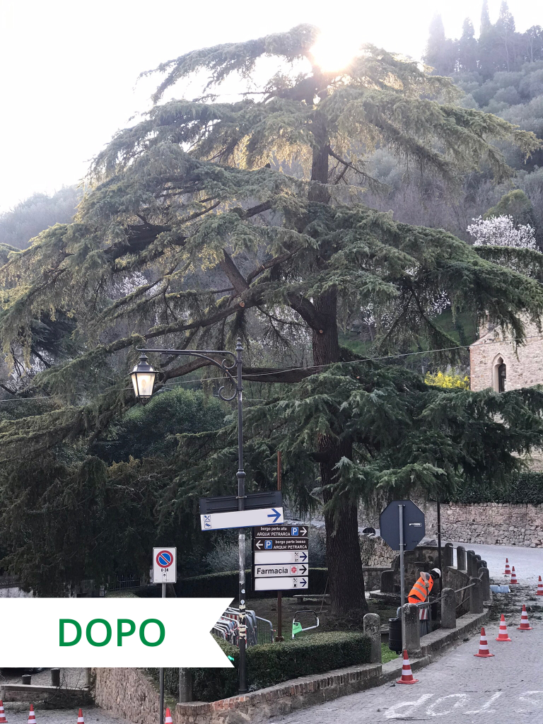 Potatura di un Cedro dell’Himalaya secolare ad Arquà Petrarca - dopo