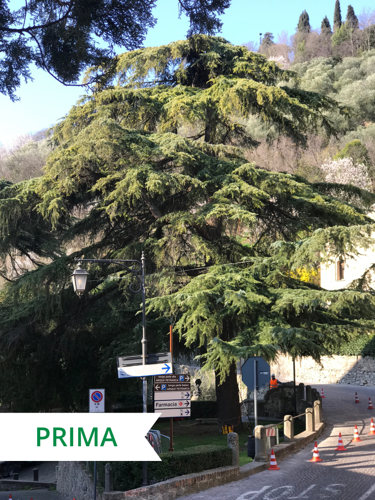 Potatura di un Cedro dell’Himalaya secolare ad Arquà Petrarca - prima